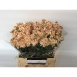 Matthiola Levkoi Iron Apricot