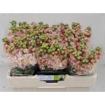 Matthiola Levkoi Iron Apricot