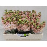 Matthiola Levkoi Iron Apricot