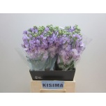 Matthiola Levkoi Iron Marine