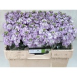 Matthiola Levkoi Iron Marine