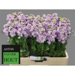 Matthiola Levkoi Iron Marine