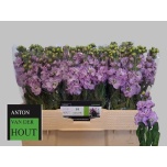 Matthiola Levkoi Iron Marine