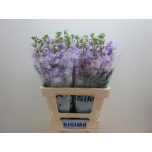 Matthiola Levkoi Iron Marine