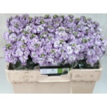 Matthiola Levkoi Iron Marine