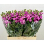 Matthiola Levkoi Iron Pink