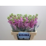 Matthiola Levkoi Iron Pink