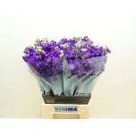 Matthiola Levkoi Iron Purple