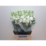 Matthiola Levkoi Iron White