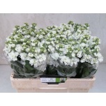 Matthiola Levkoi Iron White