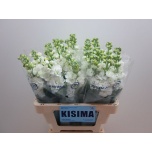 Matthiola Levkoi Iron White