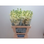 Matthiola Levkoi Iron Yellow