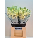 Matthiola Levkoi Iron Yellow