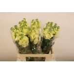 Matthiola Levkoi Iron Yellow