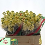 Matthiola Levkoi Iron Yellow