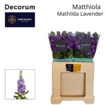Matthiola Levkoi Mathilda Lavender