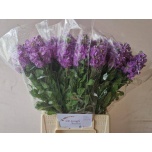 Matthiola Levkoi Mathilda Lavender