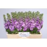 Matthiola Levkoi Mathilda Lavender
