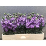 Matthiola Levkoi Mathilda Lavender