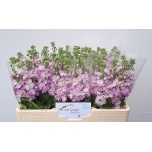 Matthiola Levkoi Mathilda Pink