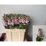 Matthiola Levkoi Mathilda Pink