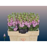 Matthiola Levkoi Mathilda Pink