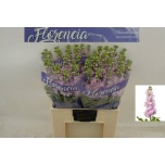 Matthiola Levkoi Mathilda Pink