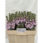 Matthiola Levkoi Mathilda Pink