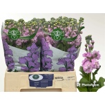 Matthiola Levkoi Mathilda Pink