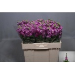 Matthiola Levkoi Mathilda Rose