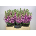 Matthiola Levkoi Mathilda Rose