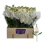 Matthiola Levkoi Mathilda White