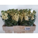 Matthiola Levkoi Mathilda Yellow