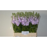 Matthiola Levkoi pink light