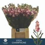 Matthiola Levkoi Stox Champagne