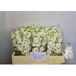 Matthiola Levkoi white