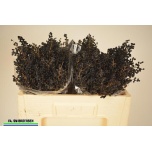 Liguster Libelle 50cm (tk)