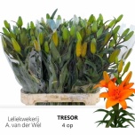 Lilium Liilia AS Tresor 80cm