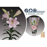 Lilium Liilia LO Cali 100cm