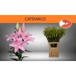 Lilium Liilia OR Catemaco 105cm