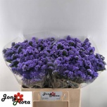 Limonium Parkjuur S Pippa Wings 60cm