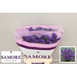 Limonium Parkjuur S Acqua Sun Birds 60cm