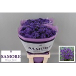 Limonium Parkjuur S Acqua Sun Birds 70cm