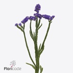 Limonium Parkjuur S Acqua Sun Birds 80cm