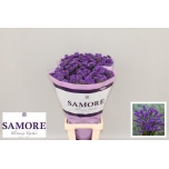 Limonium Parkjuur S Acqua Sun Birds 80cm