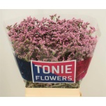 Limonium Parkjuur V Angel Diamond 60-65cm