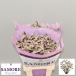 Limonium Parkjuur Apricot Sun Birds 60cm
