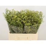 Limonium Parkjuur V China Summer 60cm