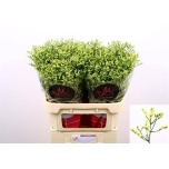 Limonium Parkjuur V China Summer 80cm