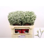 Limonium Parkjuur China White 60cm